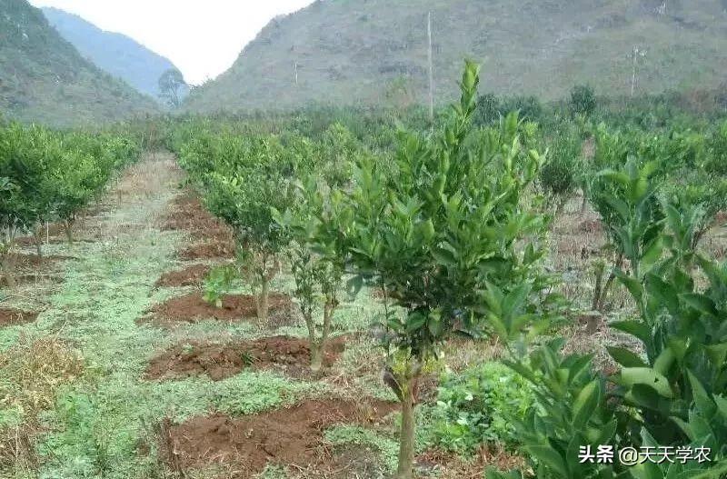 致富经钙果种植视频_视频致富种植钙果是真的吗_钙果的种植技术视频