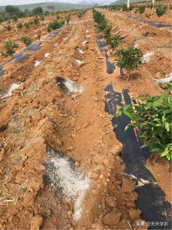 致富经钙果种植视频_视频致富种植钙果是真的吗_钙果的种植技术视频