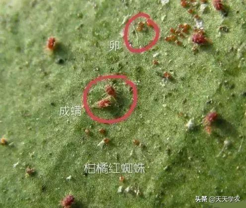 视频致富种植钙果是真的吗_致富经钙果种植视频_钙果的种植技术视频