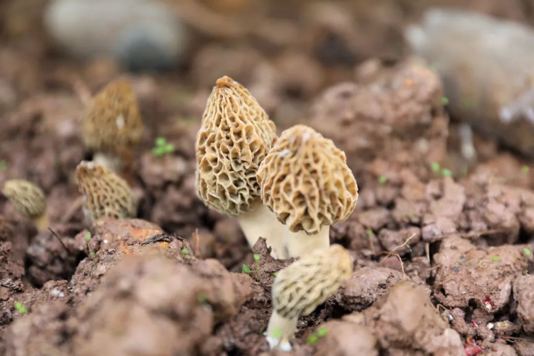 广西羊肚菌种植基地_广西羊肚菌种植培训_广西羊肚菌种植技术