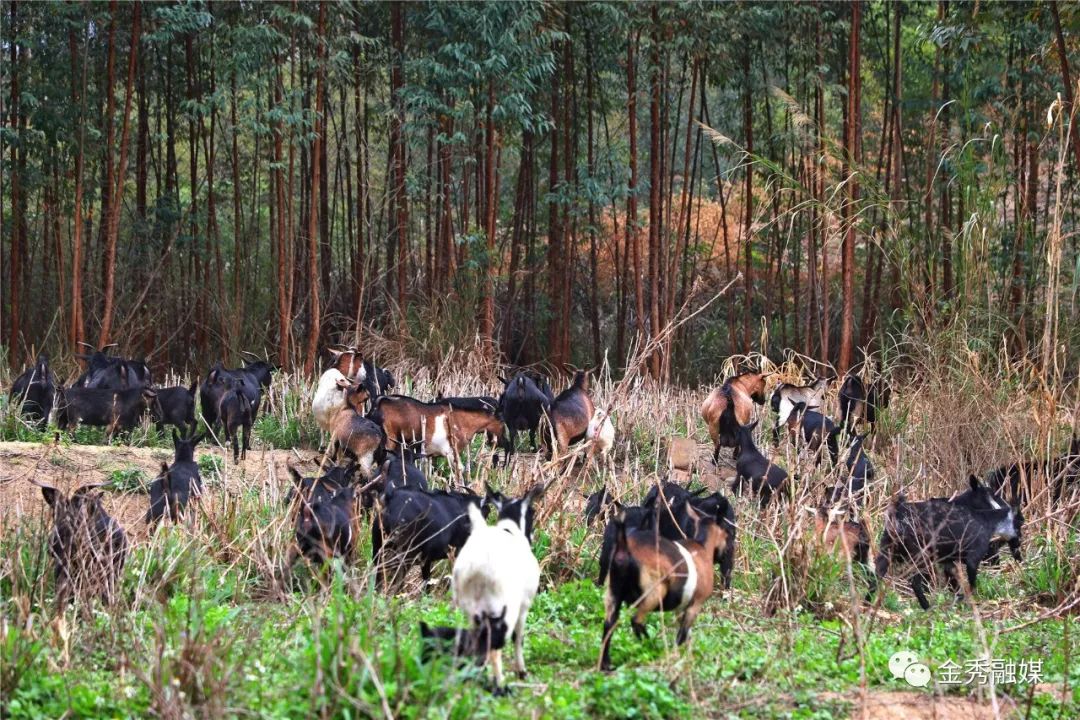 致富经之山羊养殖_致富经山羊养殖视频_养山羊致富经视频播放