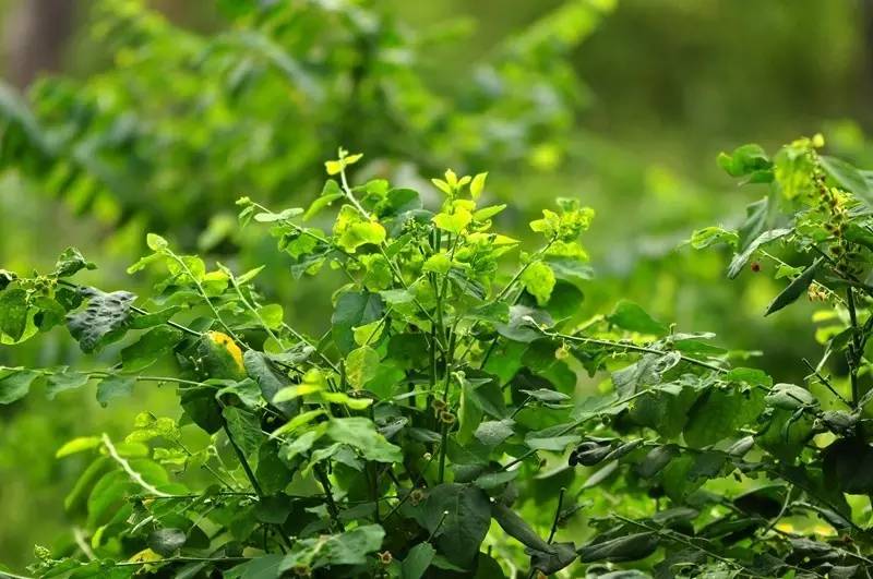 致富丨种植项目哪个强？特色产业前景广阔