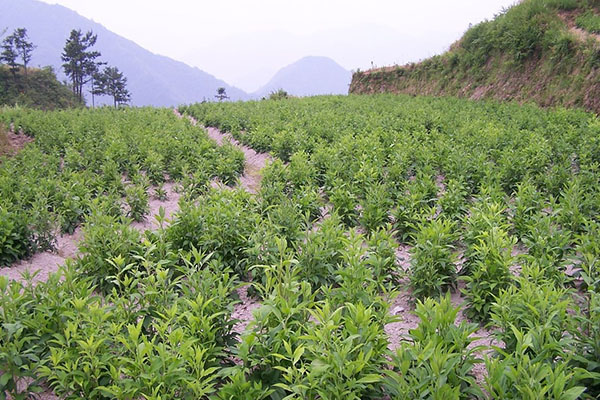 种植苍术前景如何_苍术种植致富_致富种植苍术图片