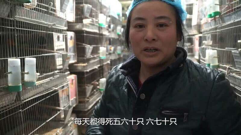 鹦鹉养殖带动致富_致富鹦鹉养殖带动动物_养鹦鹉致富视频