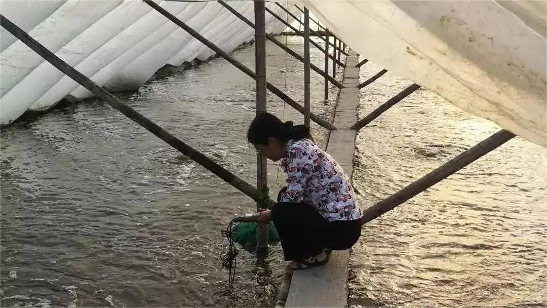 台湾虾怎么养殖技术_虾养殖台湾技术视频_台湾虾养殖环境