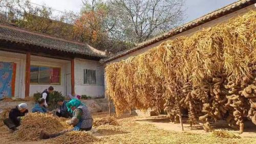 甘肃宕昌何家堡:中药药材特色产业鼓起群众“钱帒子”