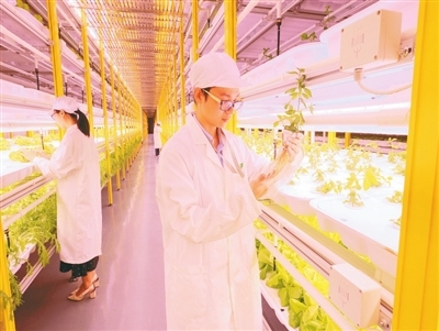 大虾养殖视频教程_特大虾养殖技术_大虾养殖