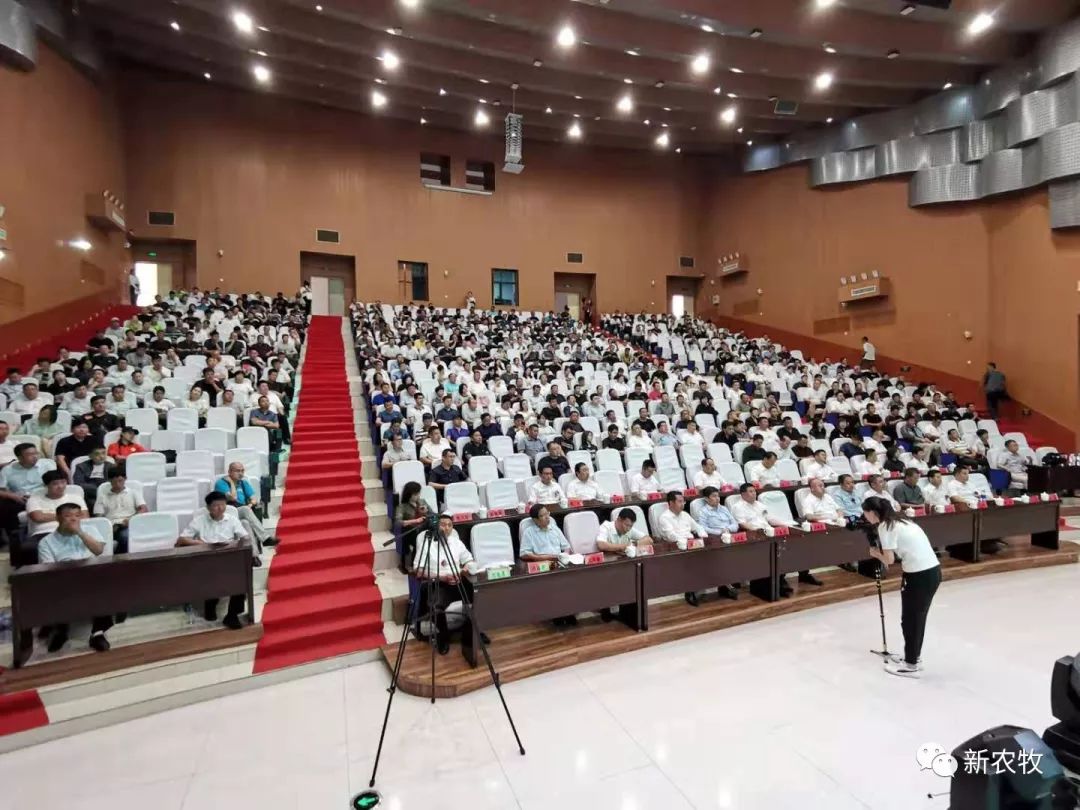 黑龙江养鹅基地_黑龙江养殖白鹅技术条件_白鹅养殖技术黑龙江