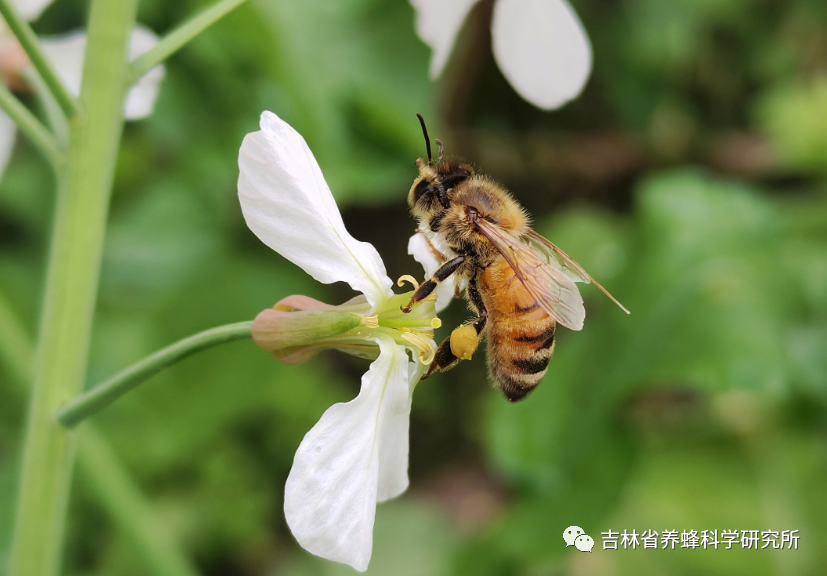 山蜜蜂养殖技术_蜜蜂养殖技术视频播放_蜜蜂养殖新技术视频