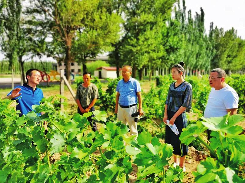 毛乌素植树40年_毛乌素绿化_毛乌素种植致富