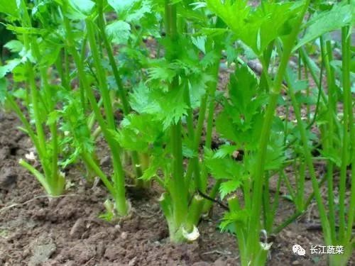 光盘蔬菜种植技术要求_光盘行动蔬菜怎么画_蔬菜种植技术光盘