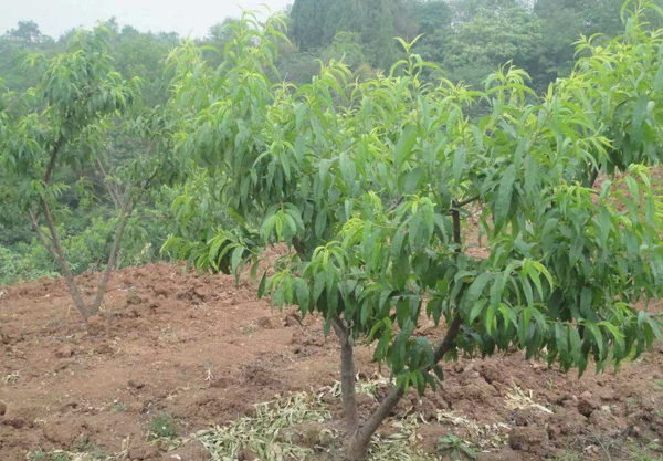 桃树幼苗怎么种植？桃苗种植方法