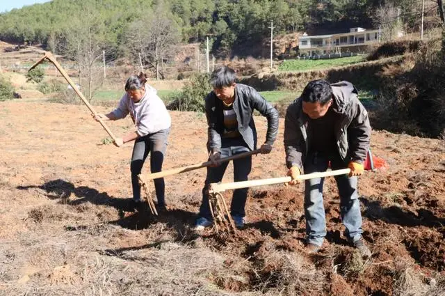 魔芋种植致富新闻_致富经魔芋种植视频_新闻致富种植魔芋视频