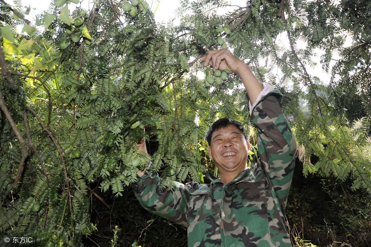 致富经钙果种植视频_如何种植钙果树_种植钙果的前景如何