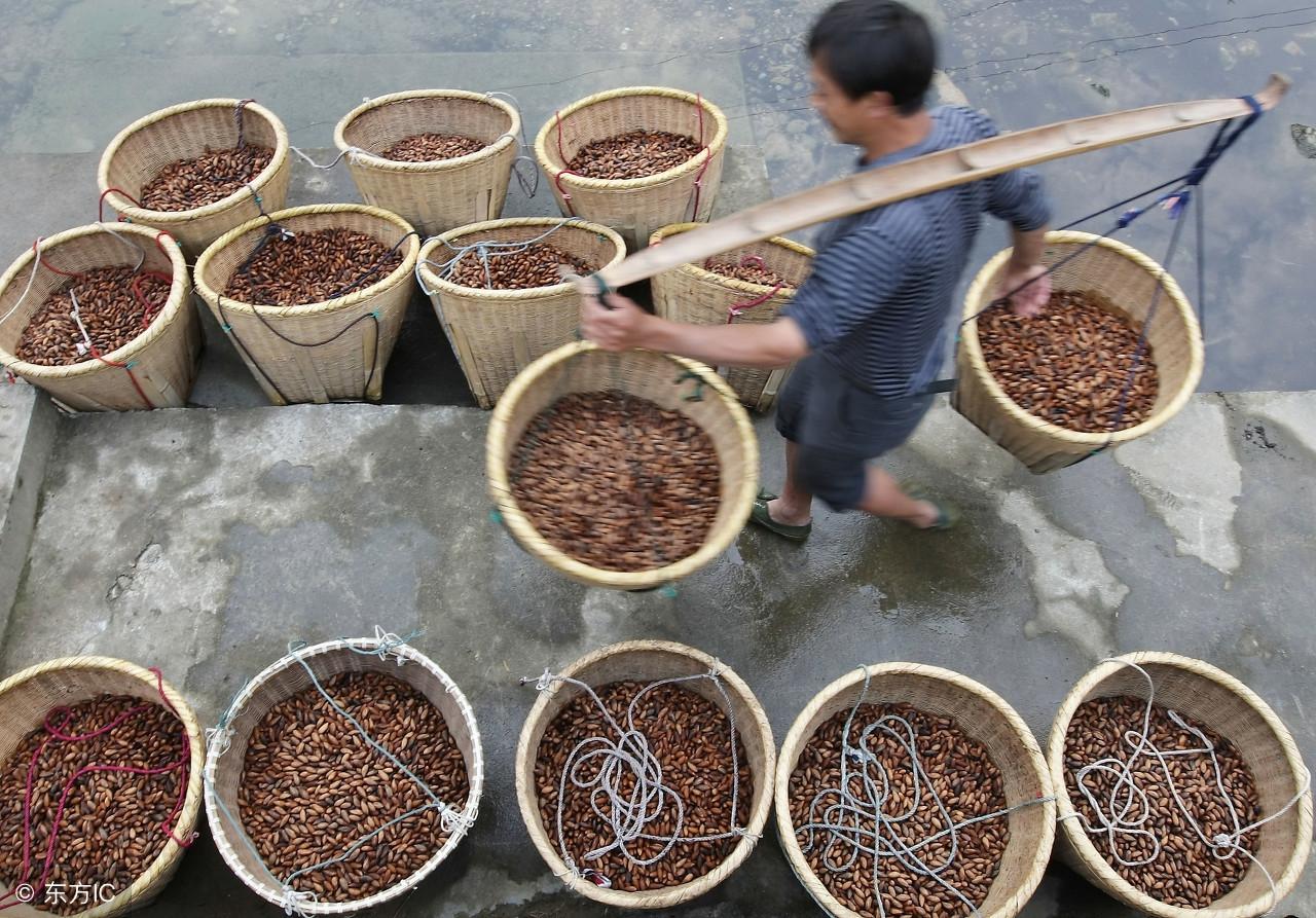 种植钙果的前景如何_致富经钙果种植视频_如何种植钙果树