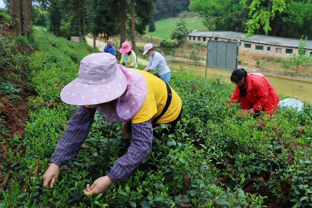 老茶树多少钱一斤_老茶树的茶叶多少钱_致富经老茶树