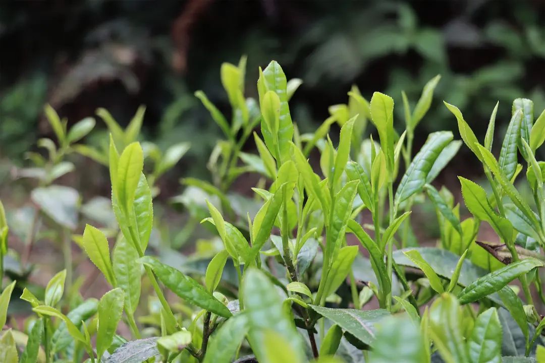 致富经老茶树_老茶树多少钱一斤_老茶树的茶叶多少钱