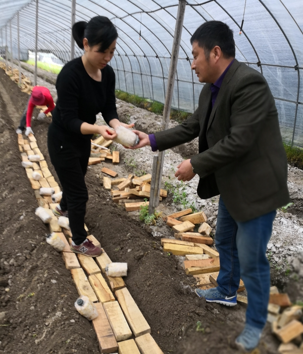 扶贫致富种植木耳_木耳种植合作_扶贫木耳基地