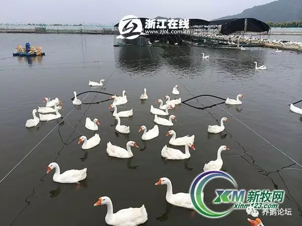 土塘鱼虾混养技术_土塘对虾混养致富经_土塘对虾养殖高手在民间