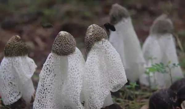 牛粪种地好不好_牛粪种植致富项目_牛粪用来种什么农业好