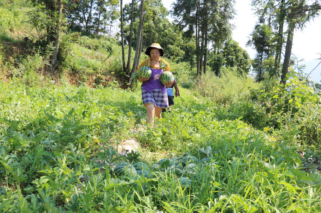 土地种植致富竹_致富竹种植土地面积多少_竹业加工致富经