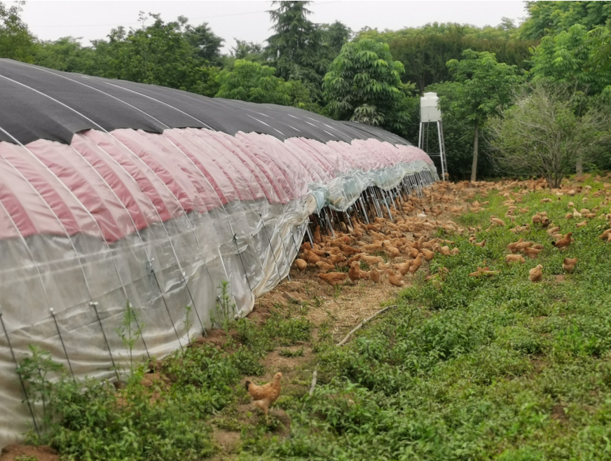 南京药材种植技术_南京中药材_南药种植标准示范基地