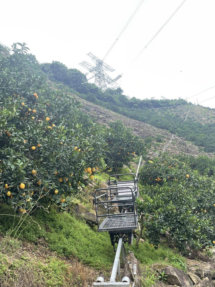 种竹子致富_竹业加工致富经_土地种植致富竹