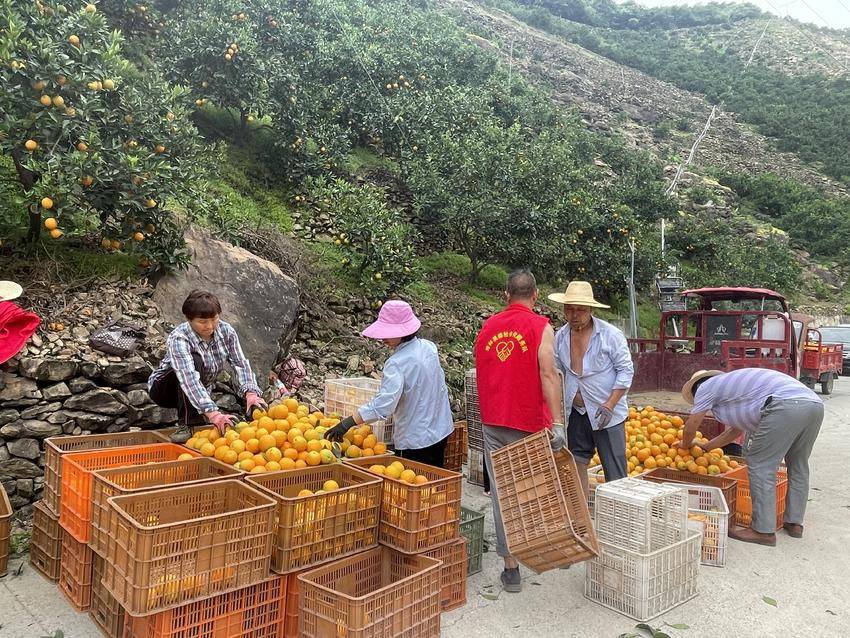 竹业加工致富经_土地种植致富竹_种竹子致富