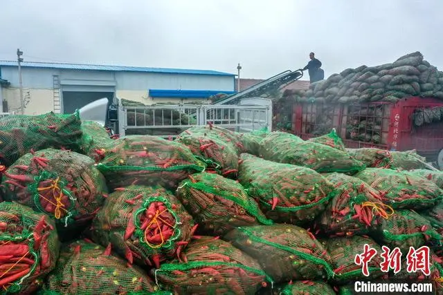 致富经辣椒酱_致富经丽水辣椒_农业节目致富经种植辣椒