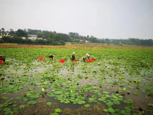 种植藕带致富_致富藕种植带什么土壤_致富藕种植带什么肥料