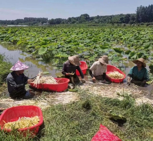 种植藕带致富_致富藕种植带什么土壤_致富藕种植带什么肥料