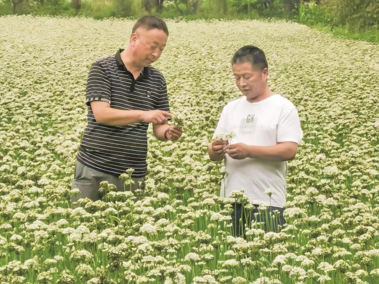 洛南县韭菜开出致富花