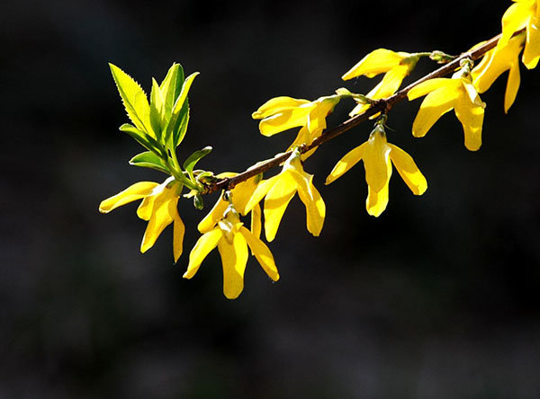 连翘苗几年能开花？连翘什么时候开花结果？