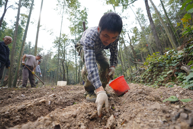 江西靖安：林下黄精 致富“黄金”