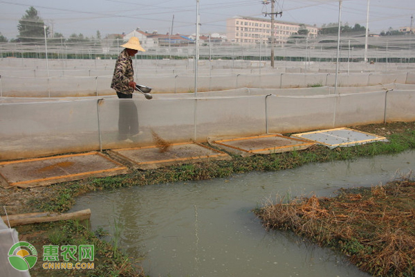 致富养殖青蛙_致富养殖青蛙_致富养殖青蛙