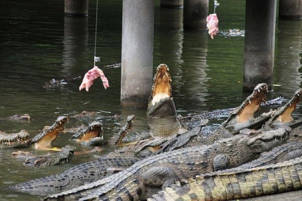 登封肉鸡养殖大棚技术_养殖鄂鱼视频_鄂鱼养殖技术书