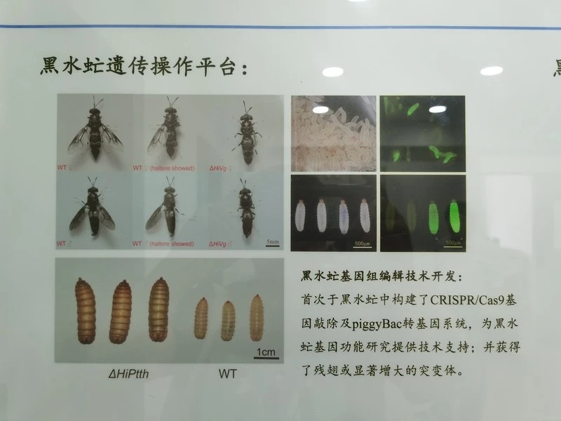 黑水虻养殖前景和利润_黑水虻养殖赚钱吗_致富经黑水虻养殖