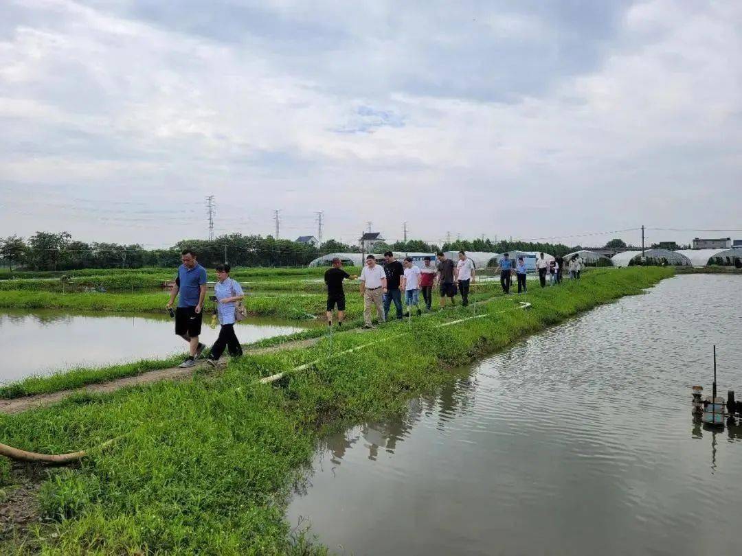 上海淡水虾养殖基地地址_上海对虾养殖基地_上海虾养殖技术