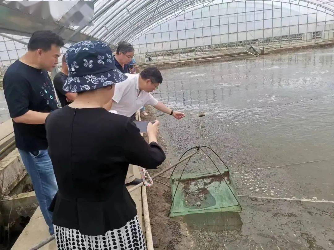 上海虾养殖技术_上海淡水虾养殖基地地址_上海对虾养殖基地