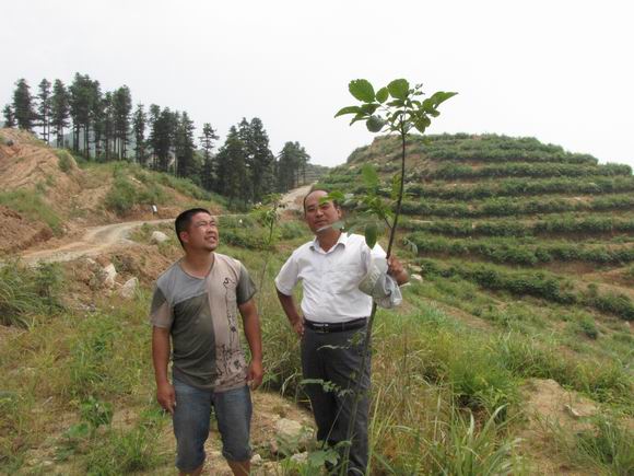 山区致富_荒山种植什么赚钱_荒山种植致富视频