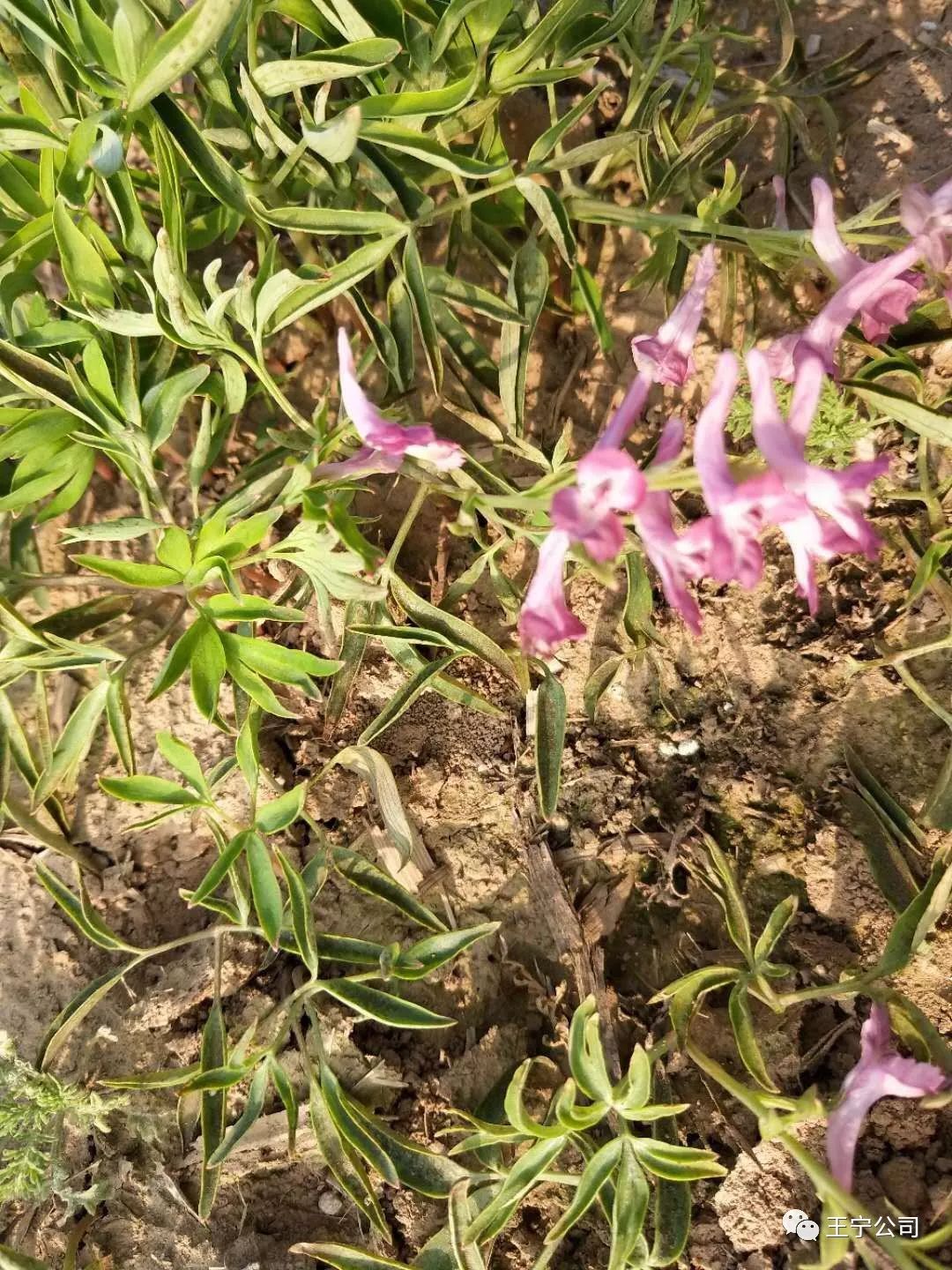 种植天麻价格技术指导_种植天麻的价格_天麻种植技术和价格