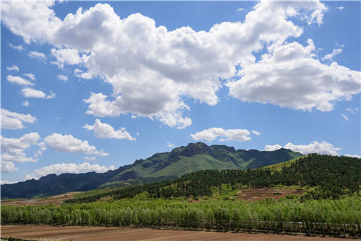 荒山种植什么好-摄图网