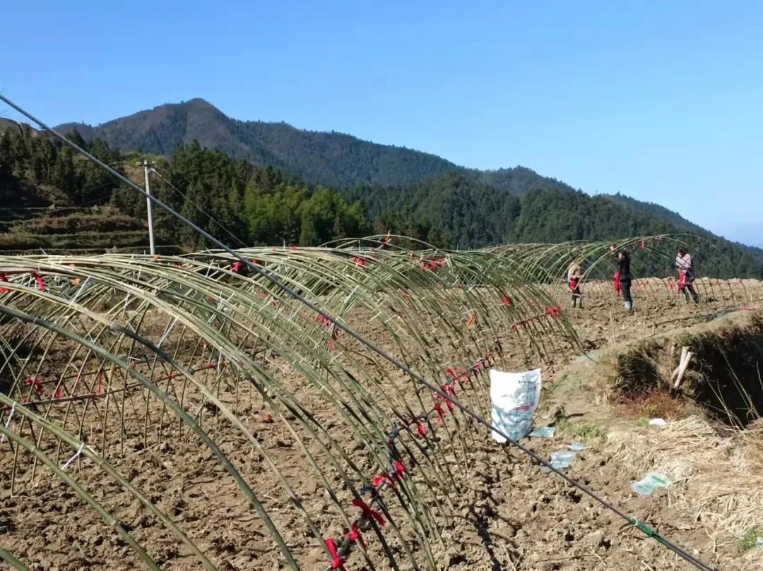 致富种植墨兰图片_种植墨兰致富_墨兰种植视频