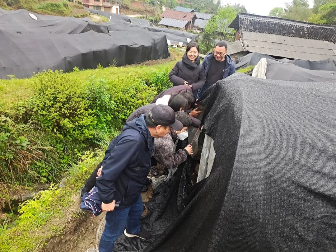 种植墨兰致富_墨兰种植视频_致富种植墨兰图片