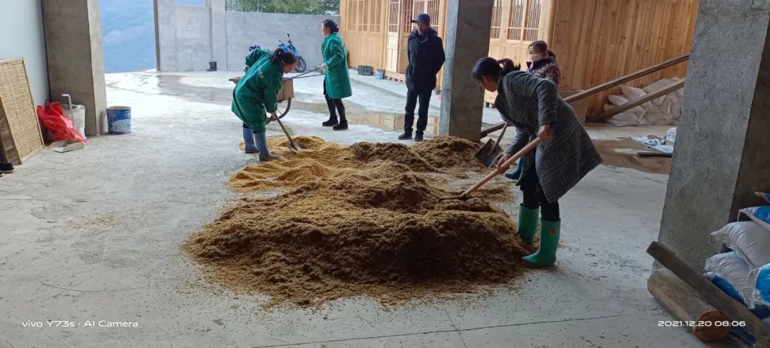 种植墨兰致富_致富种植墨兰图片_墨兰种植视频