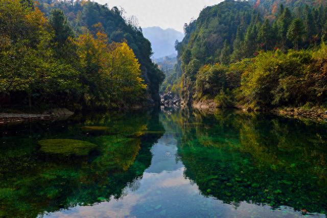 青阳黄精种植致富_青阳黄精种植致富_青阳黄精种植致富