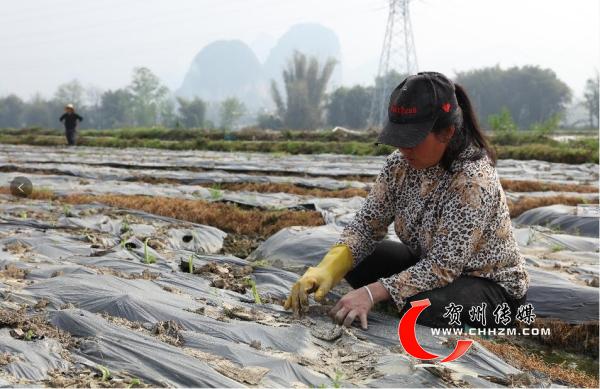 图为张壮春妻子正在扒开地膜，让一簇簇嫩绿的芋苗充分吸收阳光和雨露。.jpg