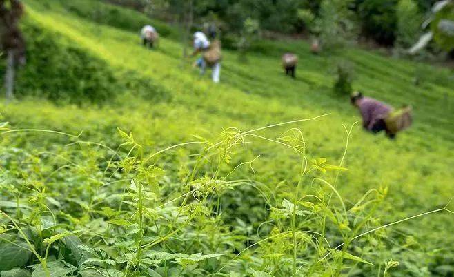 致富种植绞股蓝怎么样_绞股蓝种植致富_致富种植绞股蓝好不好