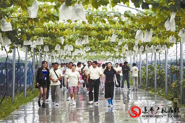 500亩葡萄园果美待采摘 300人观摩团学习取真经