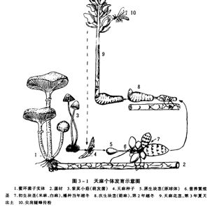 天麻栽培技术介绍（1）种子培育